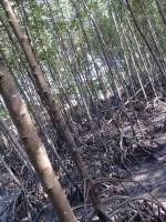 mangrove, planting, and, coastal, cleanup