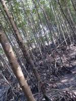 mangrove, planting, dirty, feets, still, worth, it, lovin, this, moment