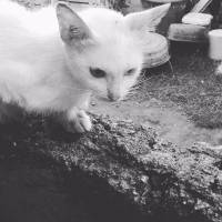 what, are, you, doing, there, cutie, cat, meow, soooo, cute, mwaaaaaaaaaah