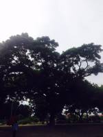 i, love, nature, gree, is, life