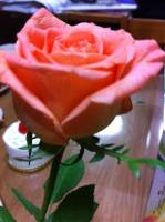 a, single, rose, from, love, sweer, thankyou