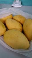 Favorite fruit mangoes