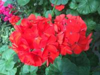 flowers for you me haha red roses lovelove