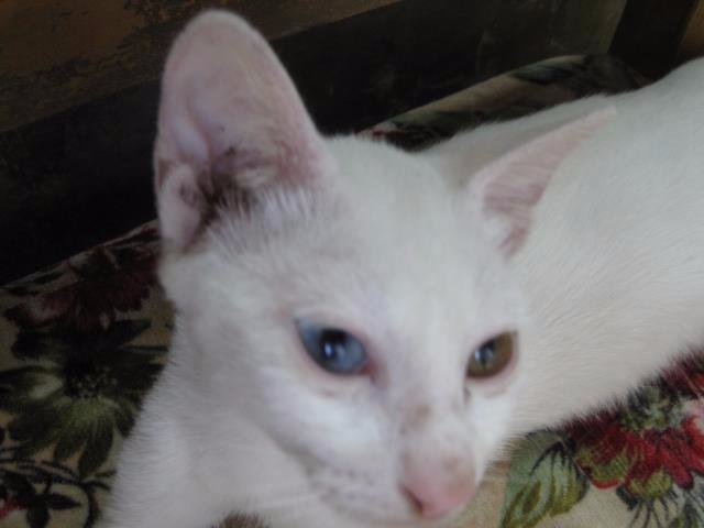 two, different, eye, color. meowwwwwwww