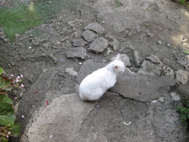 why so lonely cutie cat meow waiting be like