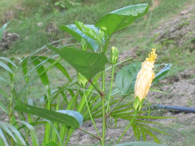 yellow, flower, nice