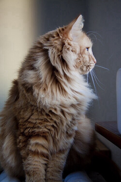 Cat or Cab