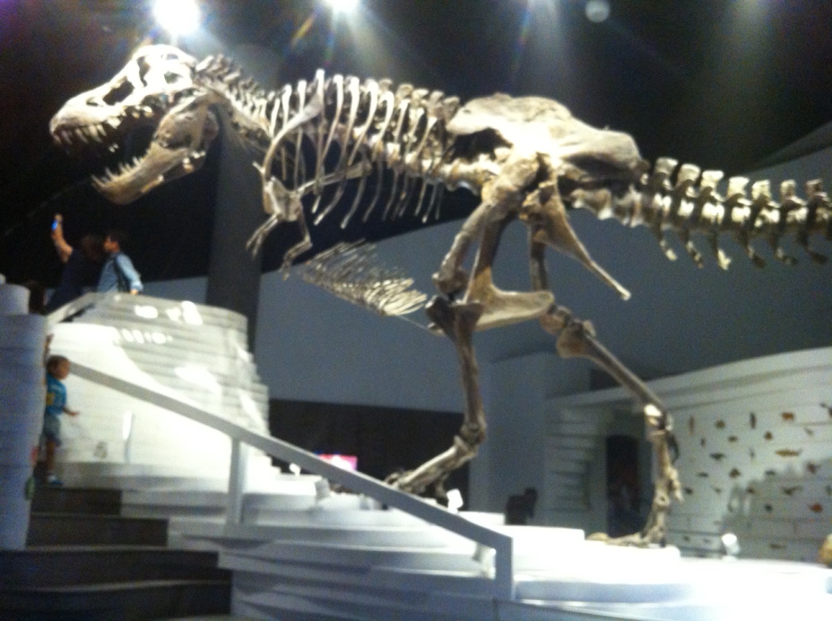 Fossils
