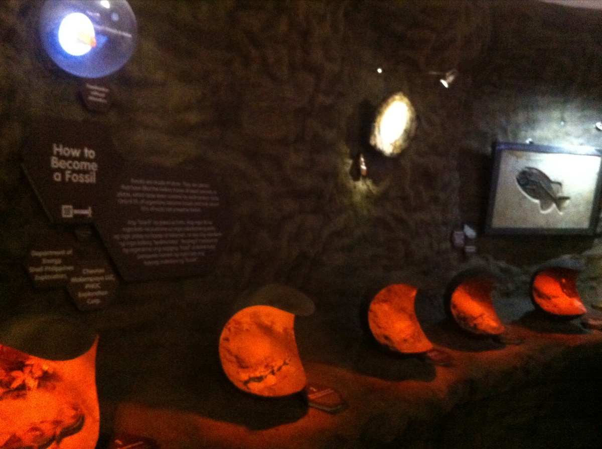 Fossils
