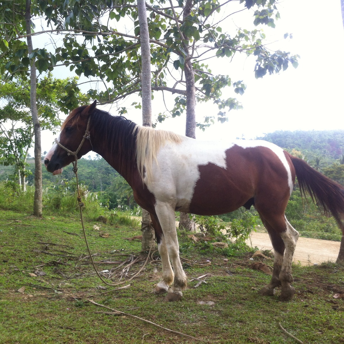 Horsyy 