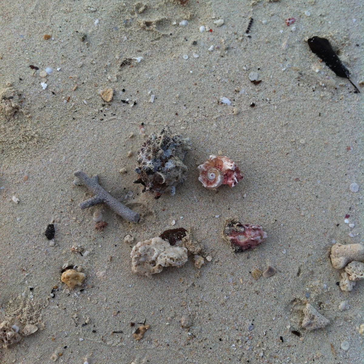 Shell, Camotes, adventure