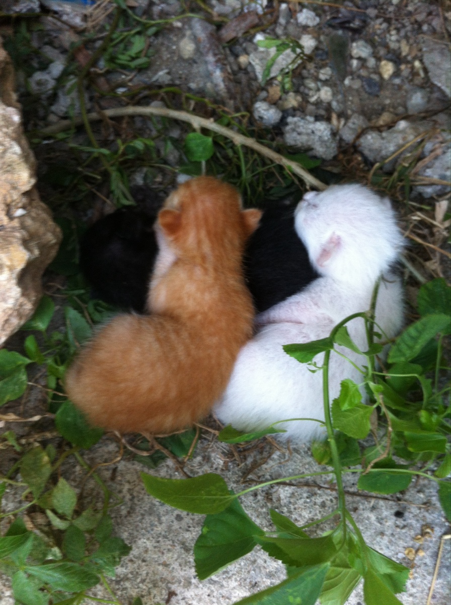 Photo uploaded by eluen71, 232