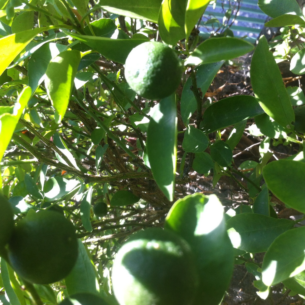 Photo uploaded by eluen71, 341