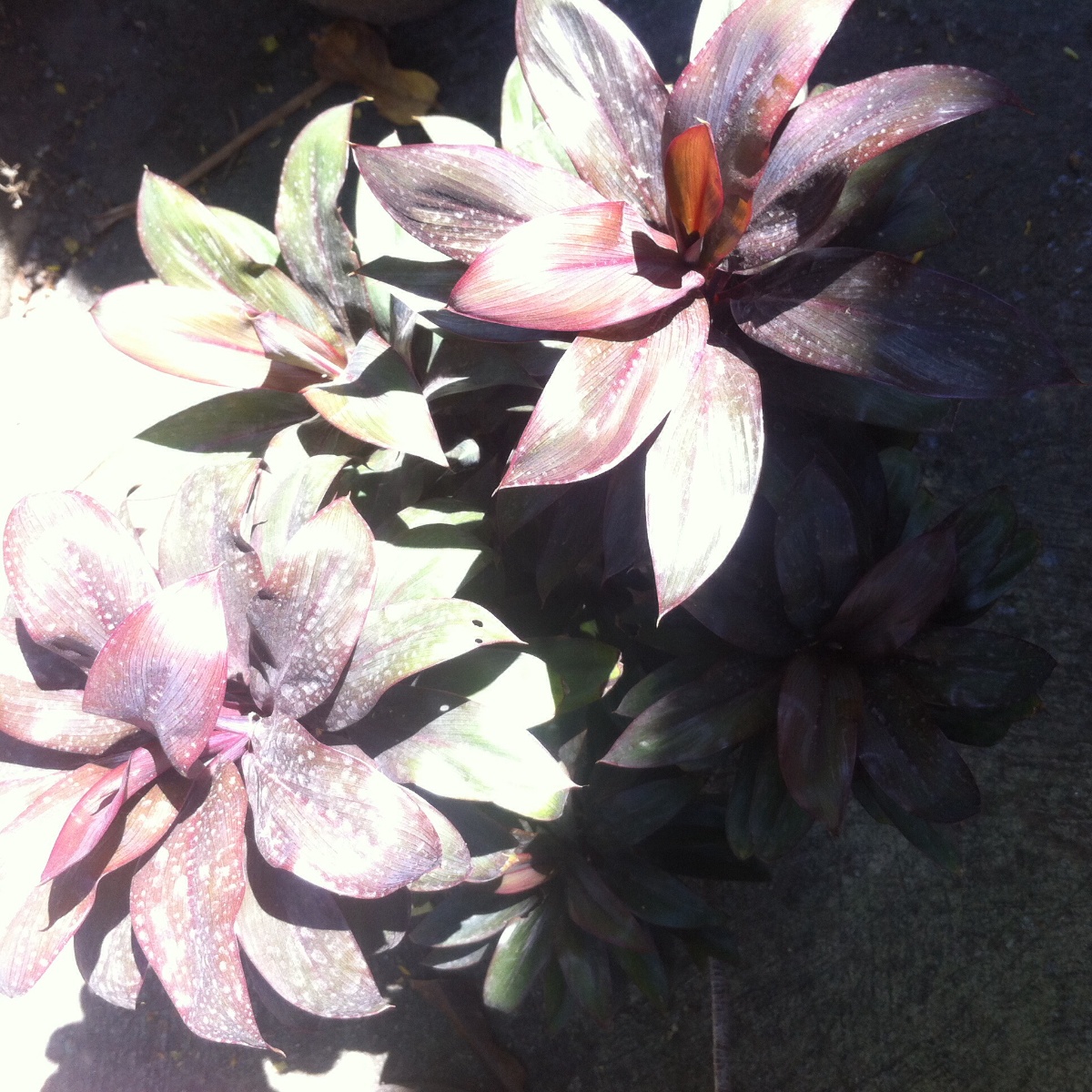 Photo uploaded by eluen71, 345