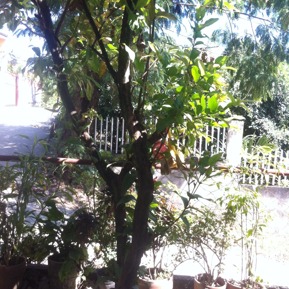 Photo uploaded by eluen71, 350