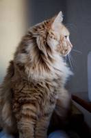Cat or Cab
