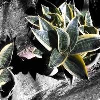 Plants