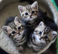 Cute lil kittens