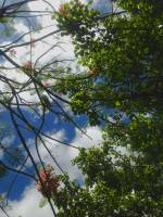 Shade of leaves and flowers