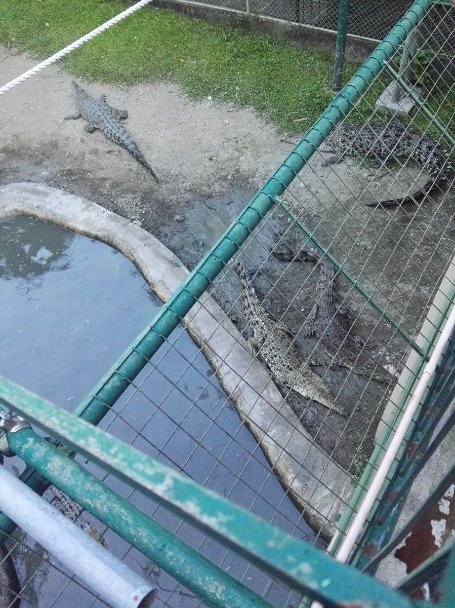 Big crocs