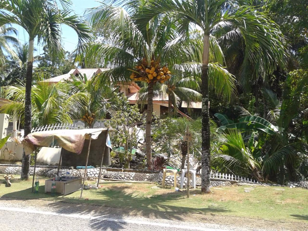 Coconut trees everywhere