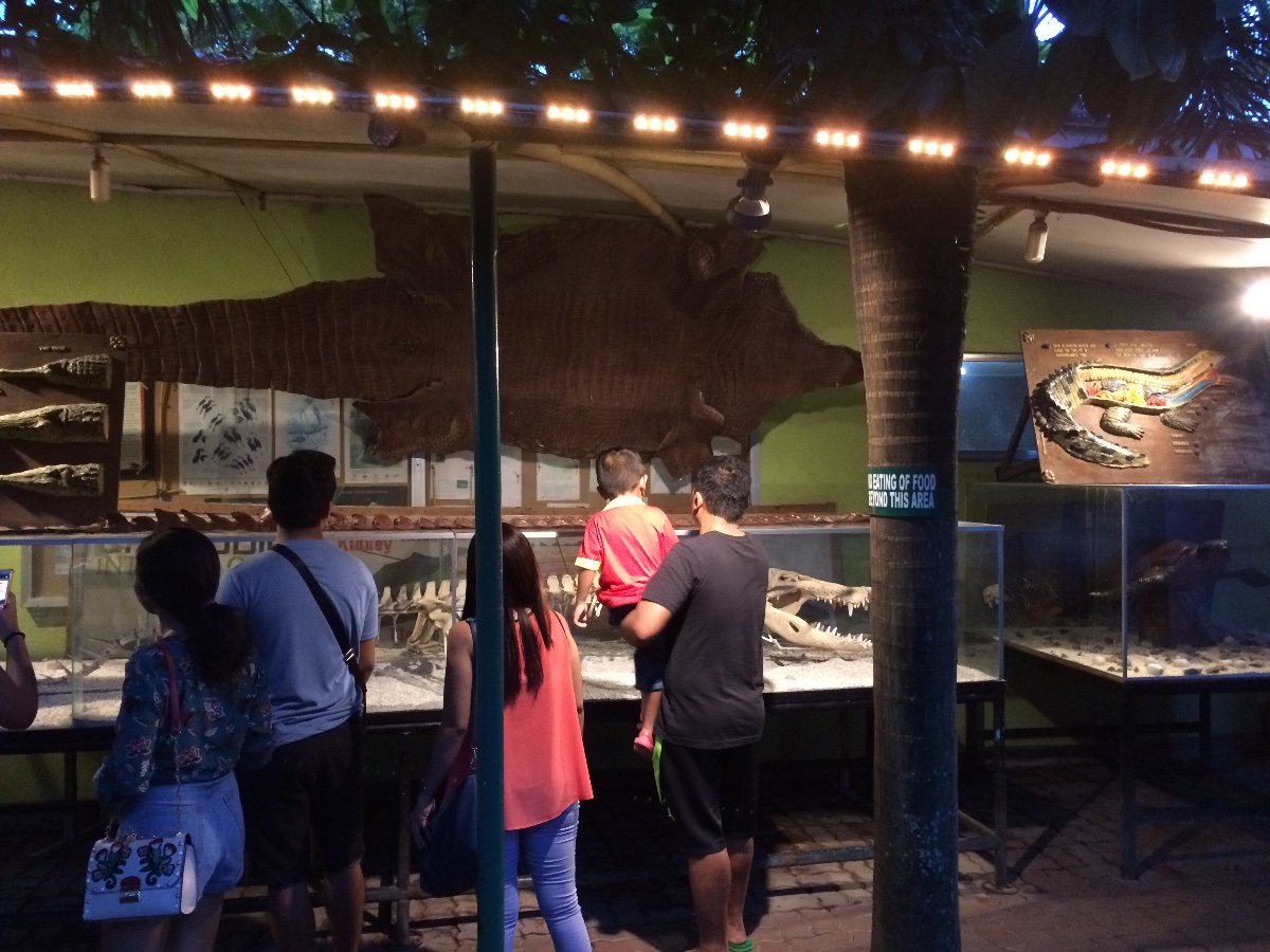 Crocodile fossils