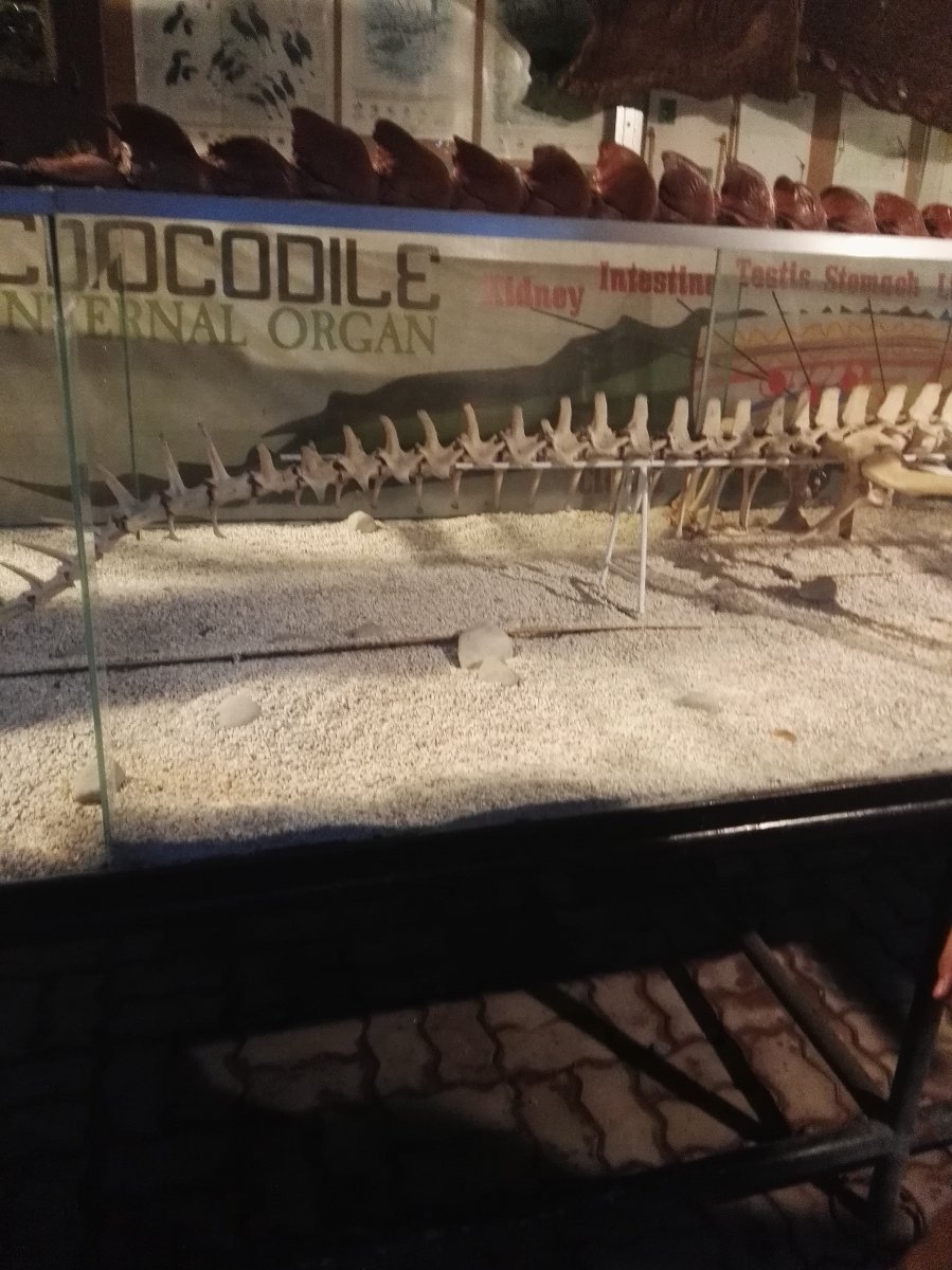 Crocs internal organ