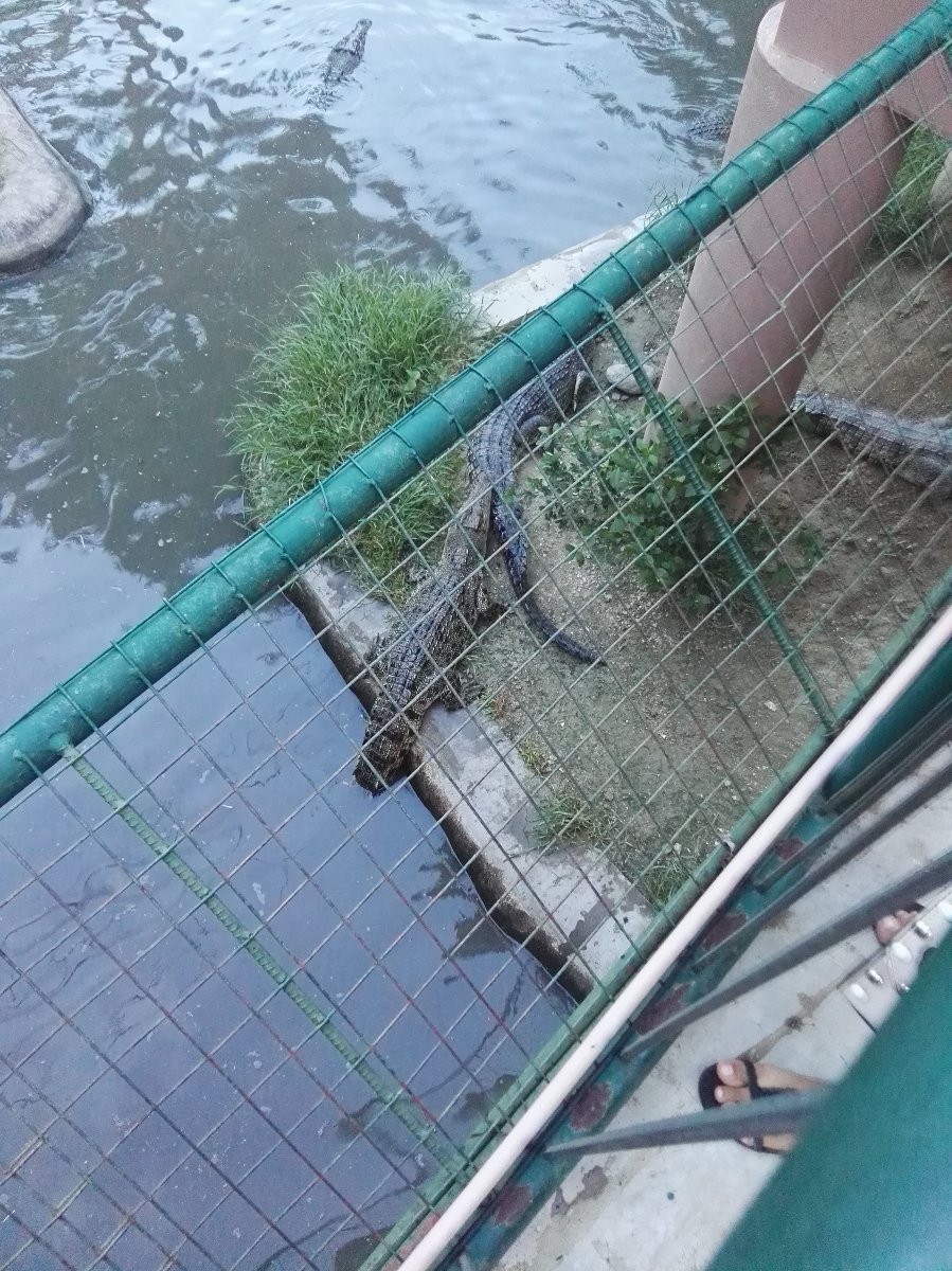 Swimming crocodile