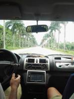 Coconut trees everywhere