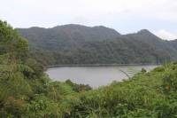 Mangrove and lake