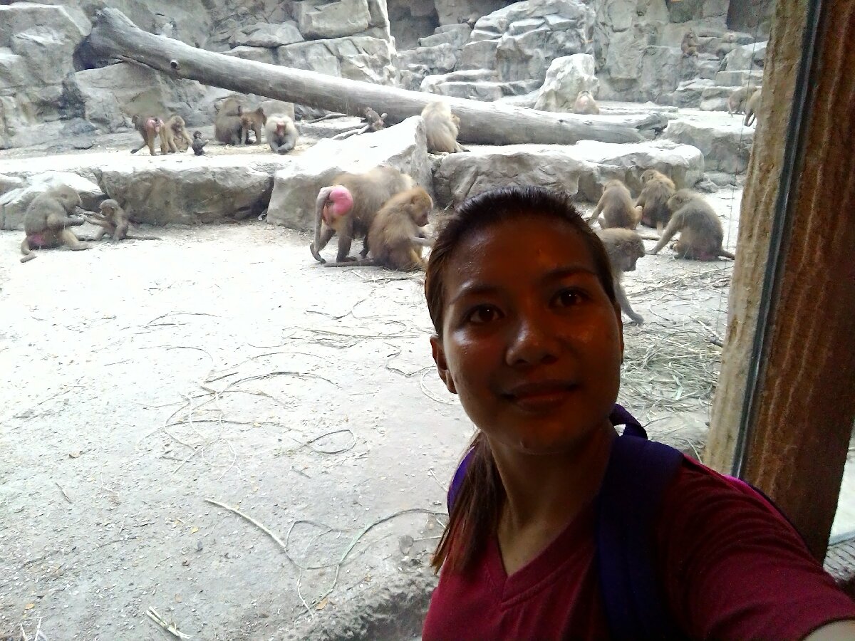 A group of baboons is called a congress. 