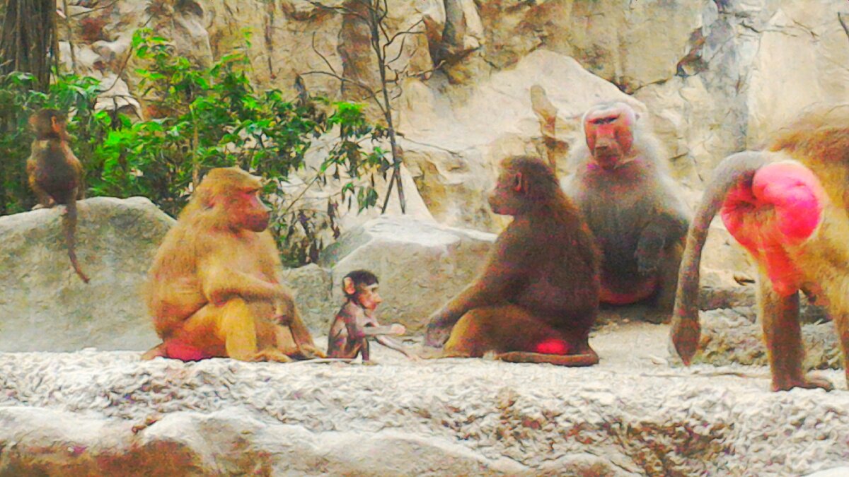 Baboons Family