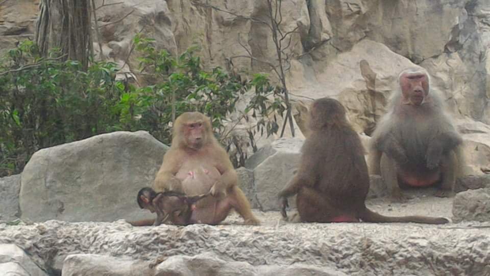 Baboons Polar Bear #SingaporeZoo #Landscape