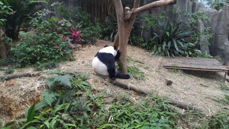 Dont be shy Panda Everythings gonna be okay 