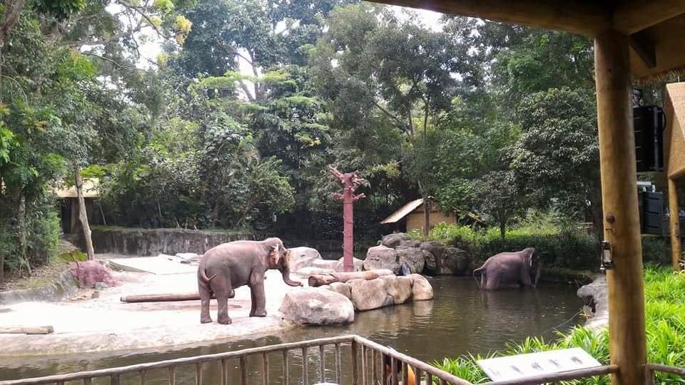 Elephants Polar Bear #SingaporeZoo #Landscape