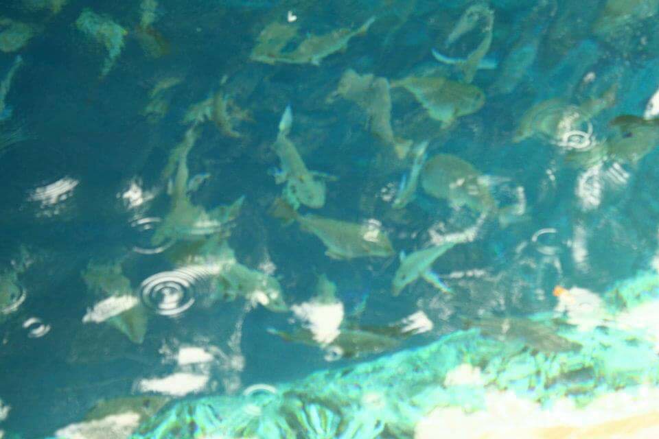 Enchanted Fish
