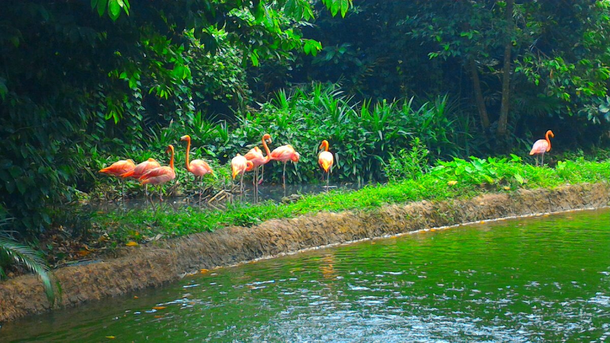 Flamingos are really cute