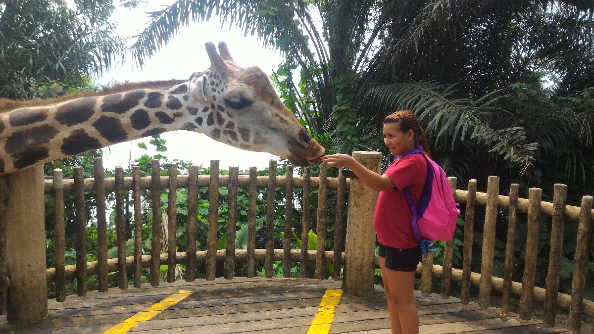 Giraffe Feeding at Singapore Zoo
