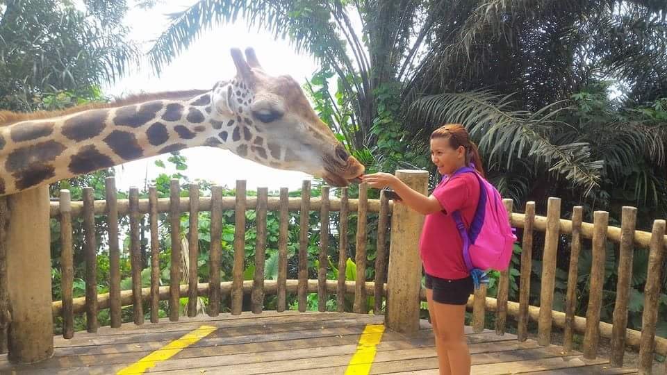 Giraffe Polar Bear #SingaporeZoo #Landscape