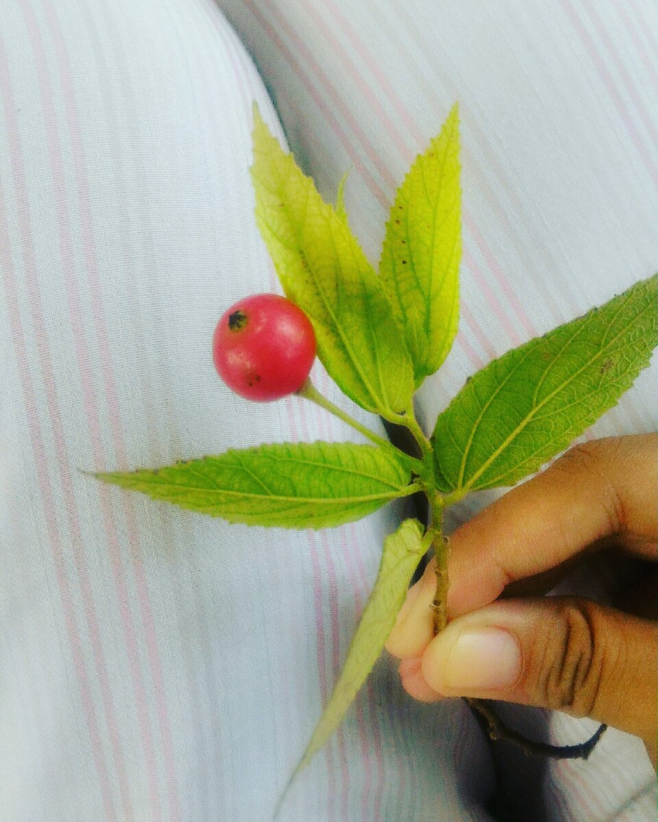 I dont know the english term of this but we call this mansanitas