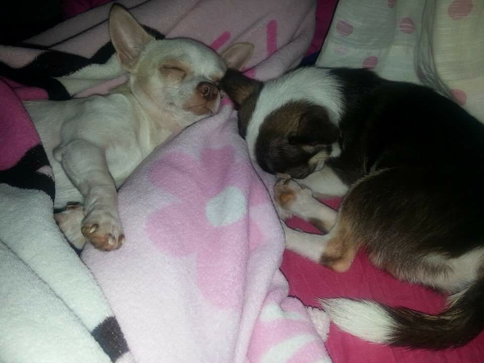 Kobe and Tiny