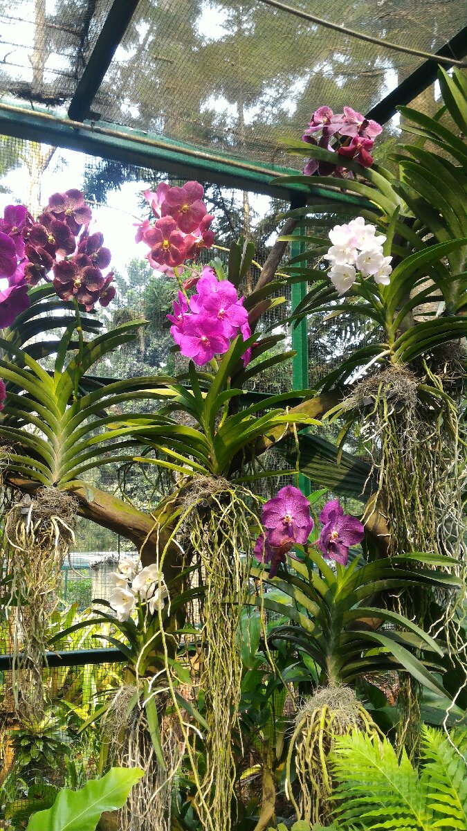 National Orchid Singapore