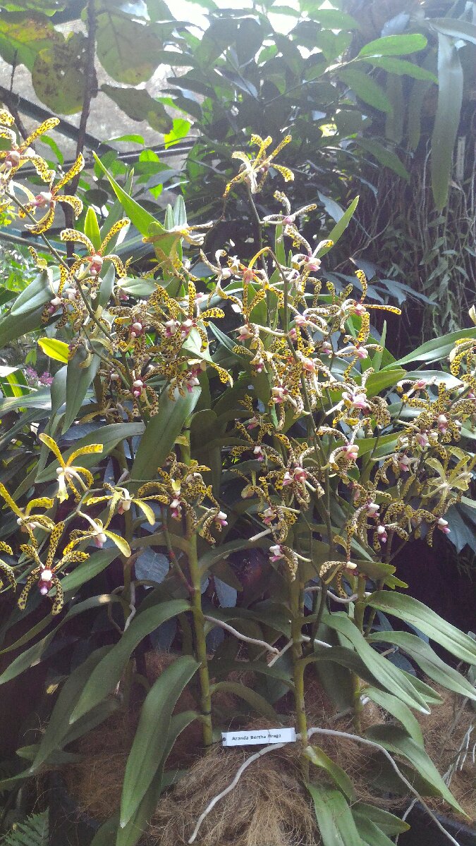 National Orchid Singapore