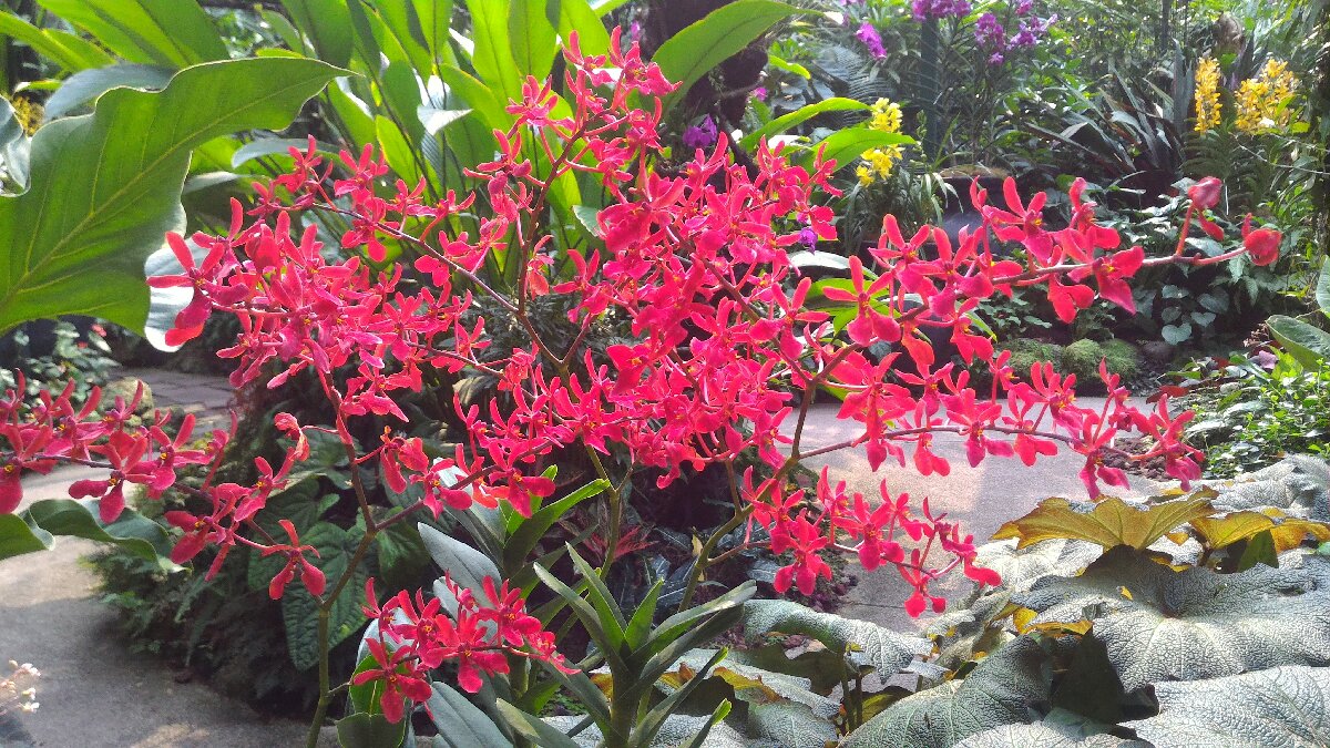 National Orchid Singapore