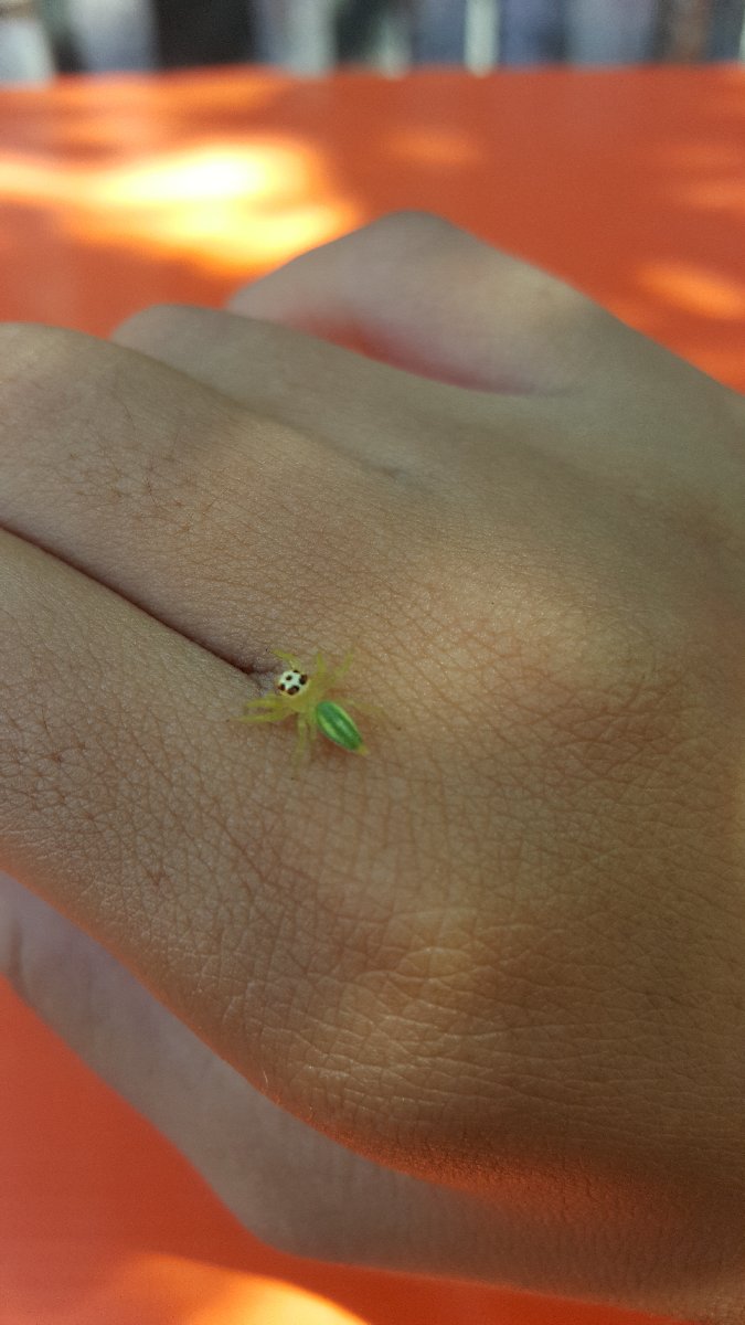 New pet on my right hand
