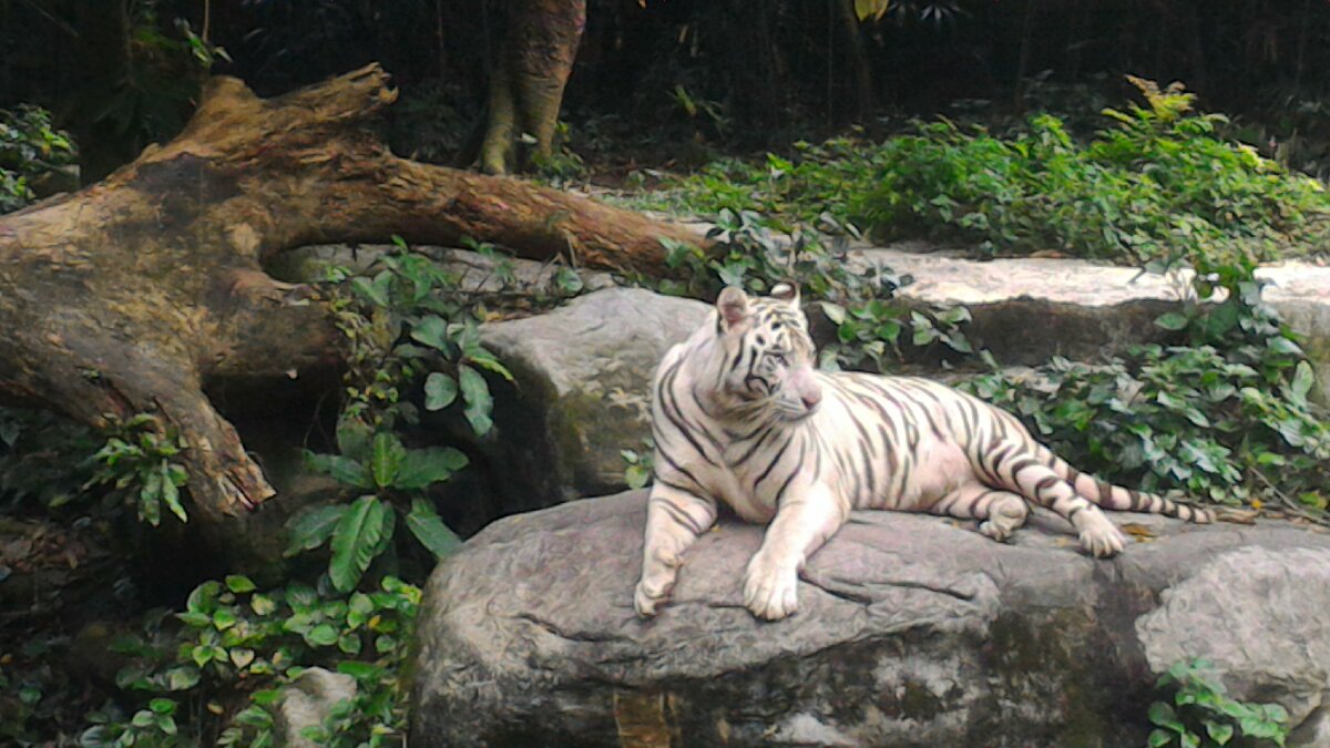 Omar the White Tiger at Singapore Zoo