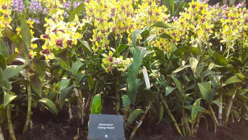 Orchids Landscape