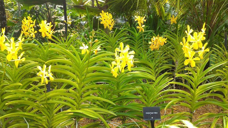 Orchids #SingaporeBitanicalGarden #Landscape