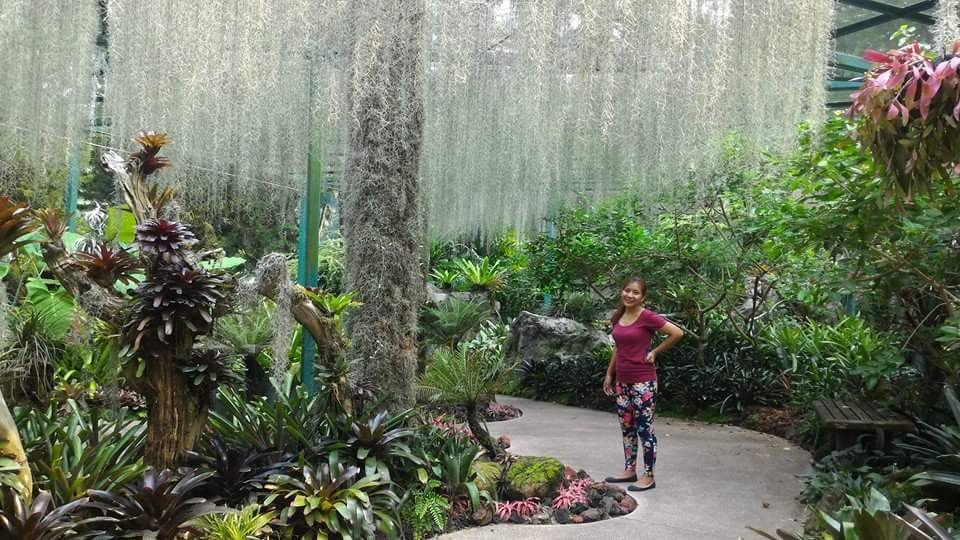 Orchids #SingaporeBitanicalGarden #Landscape