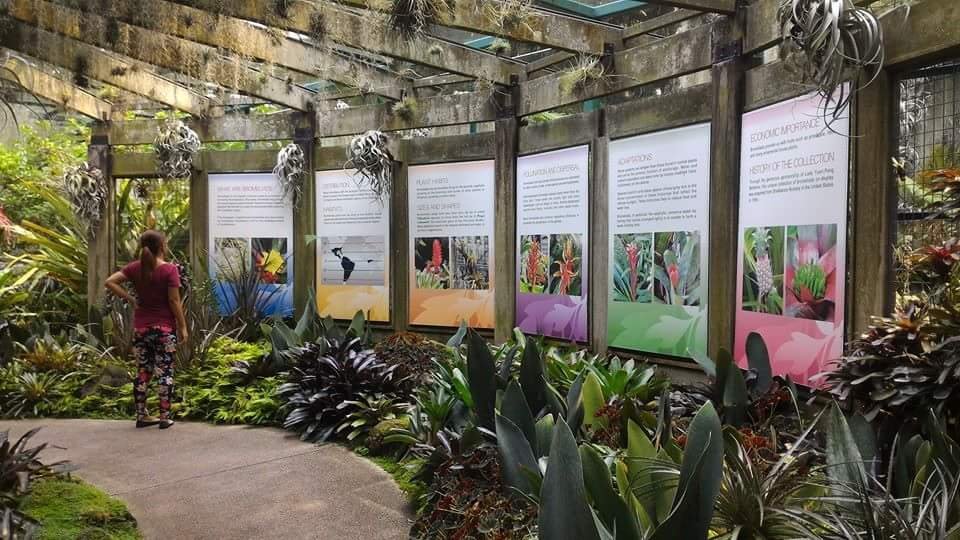 Orchids #SingaporeBitanicalGarden #Landscape